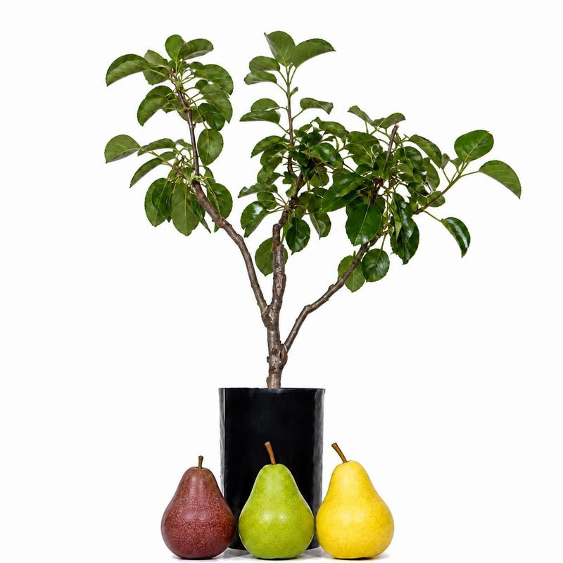 NEW - Pear + Pear + Pear